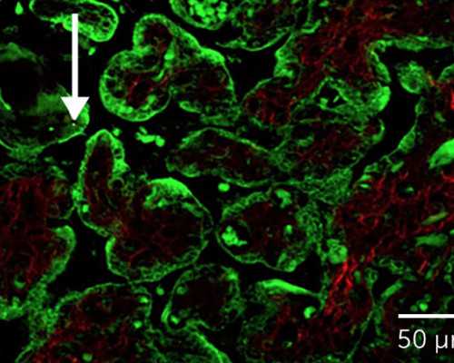 成都借卵子自怀,成都西囡妇科医院生殖中心
